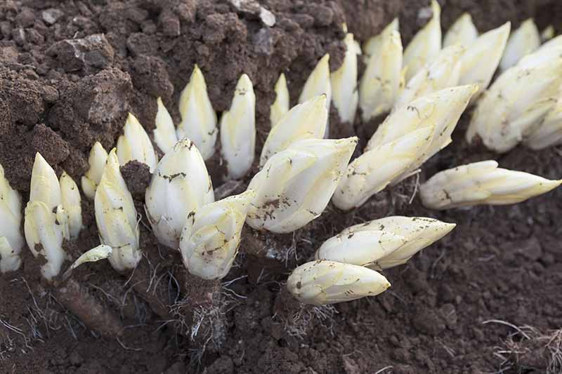 A close up horizontal image of heads of witloof growing in soil in a dark location for forcing and blanching.
