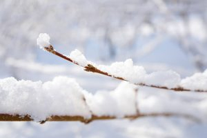 A close up horizontal image of the branches of a woody shrub covered in a layer of snow pictured on a soft focus background.