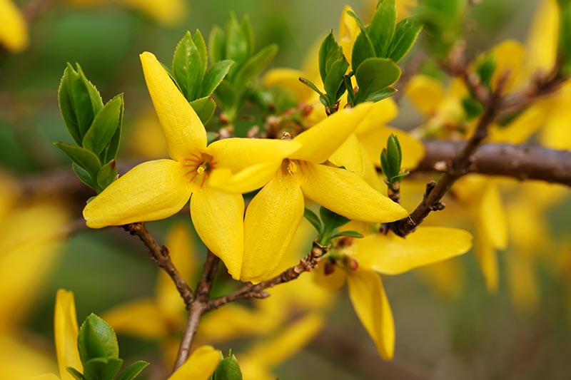 A close up horizontal image of bright yellow flowers pictured on a soft focus background.