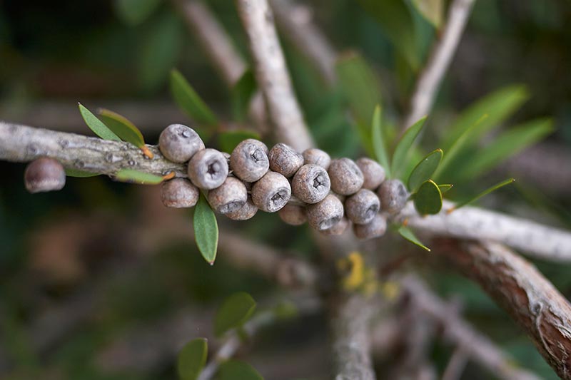 A close up horizontal image of the fruits developing on a Callistemon shrub pictured on a soft focus background.