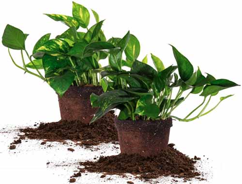 A close up horizontal image of two small houseplants removed from their pots with soil scattered around the base, pictured on a white background.