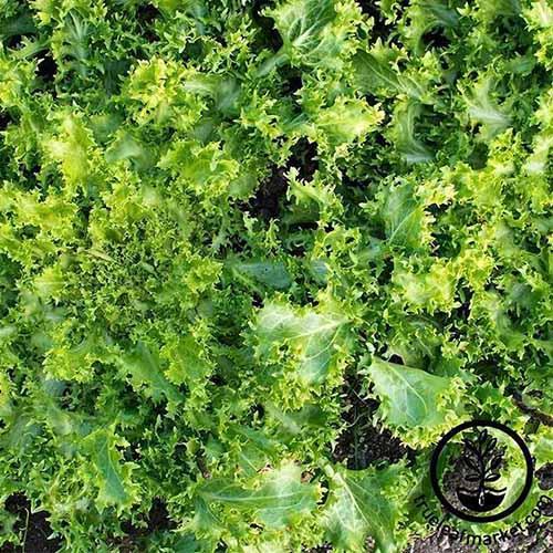 A close up square image of Cichorium endivia 'Green Curled Ruffec' growing in the garden. To the bottom right of the frame is a black circular logo with text.