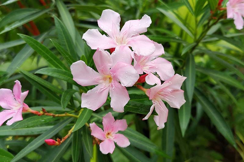 A close up horizontal image of Nerium 'Hardy Pink' growing in the garden pictured on a soft focus background.