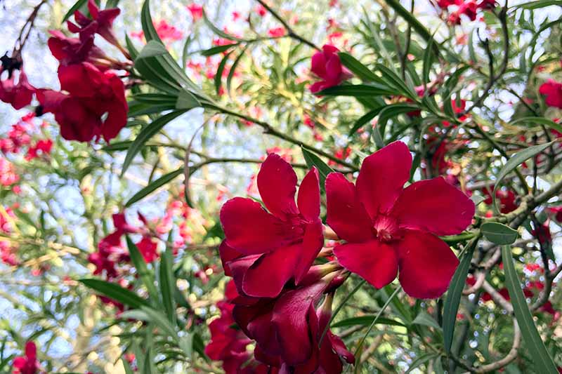 A close up horizontal image of bright red flowers growing in the garden with foliage in soft focus in the background.