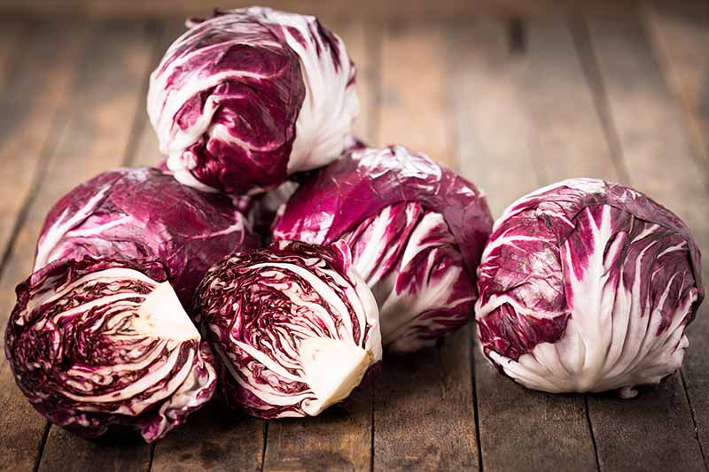 A close up horizontal image of a pile of radicchio heads freshly harvested and set on a wooden surface.