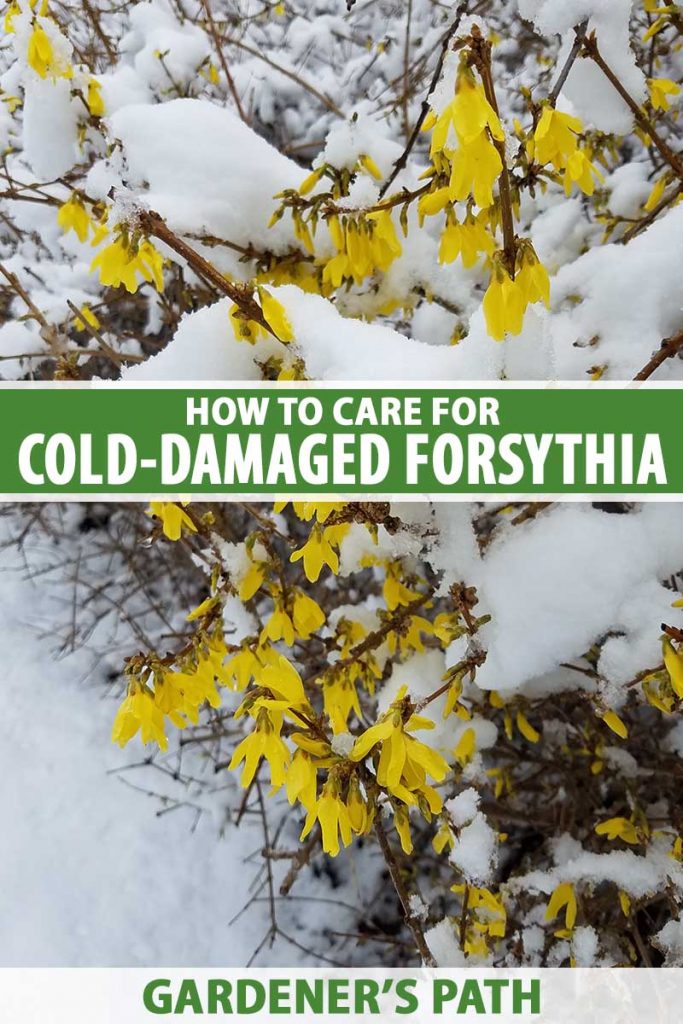 A close up vertical image of a forsythia shrub with bright yellow flowers covered in a blanket of snow. To the center and bottom of the frame is green and white printed text.