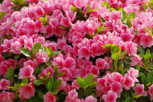 How to Grow and Care for Azaleas in the Garden