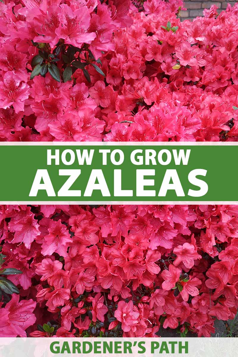 how to grow and care for azalea bushes  gardener's path