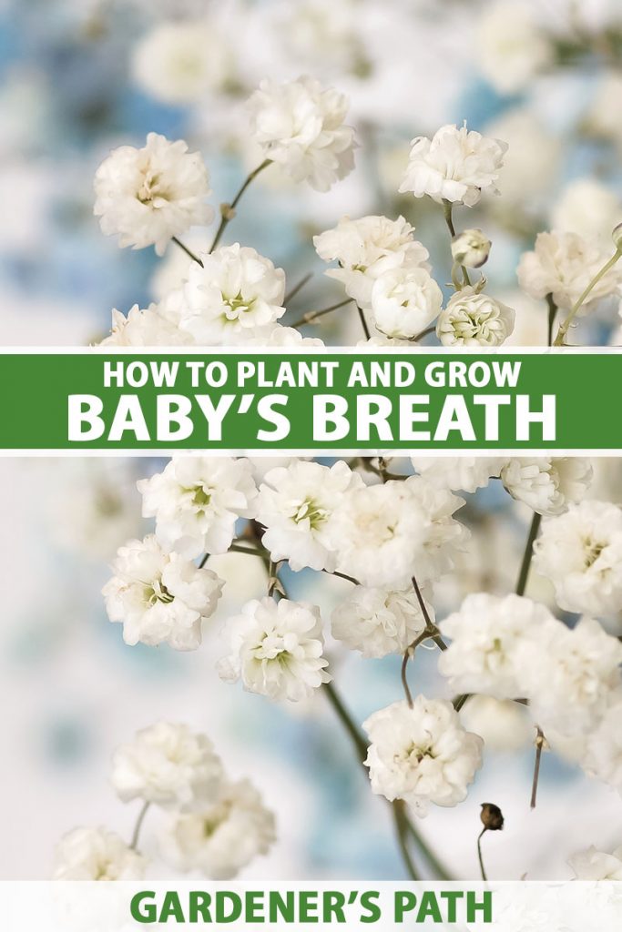A close up vertical image of white baby's breath flowers pictured on a soft focus background. To the center and bottom of the frame is green and white printed text.