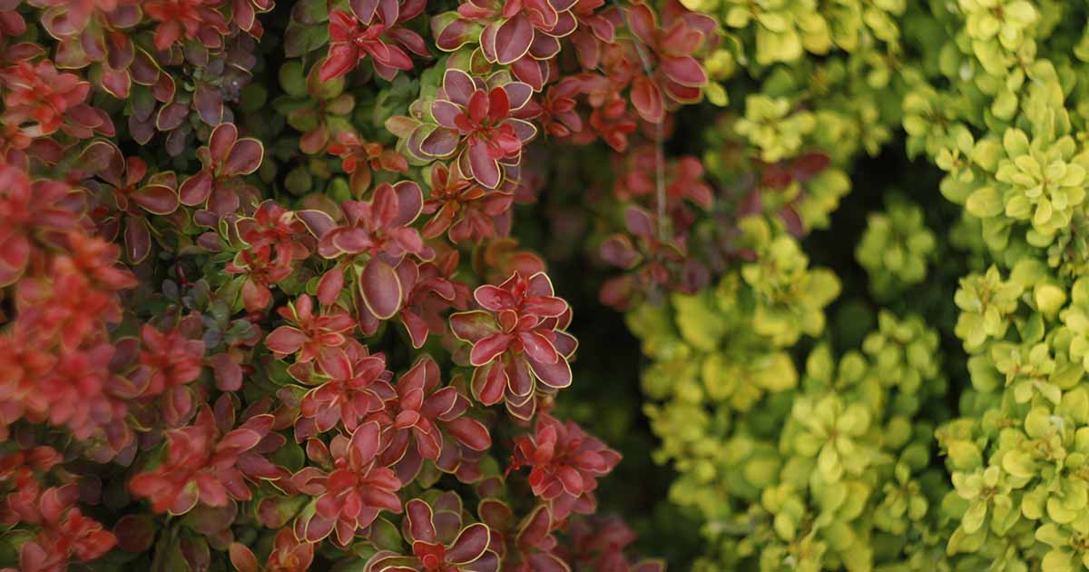 Image of Barberry bush in fall colors