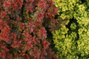 A close up horizontal image of different colored barberry shrubs growing in the garden. The one on the left has burgundy foliage and on the right, light green.