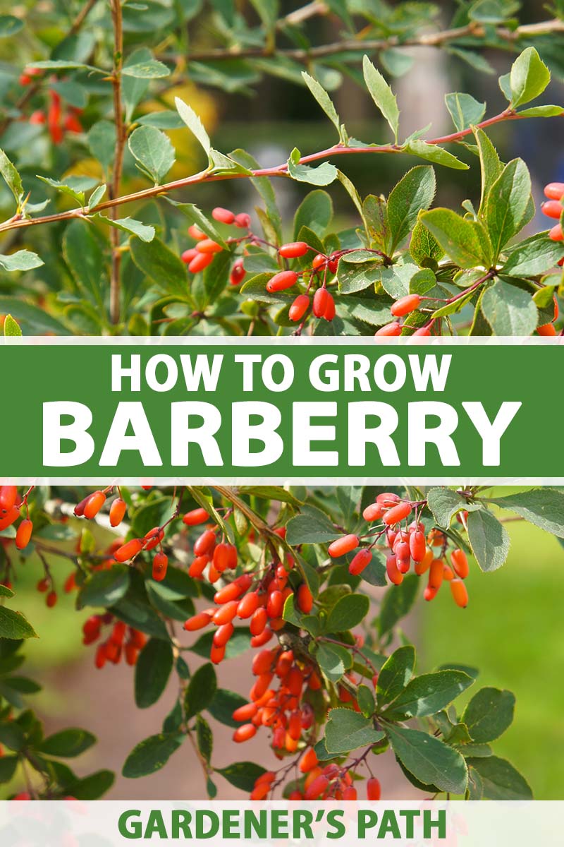 how to grow and care for barberry bushes | gardener's path