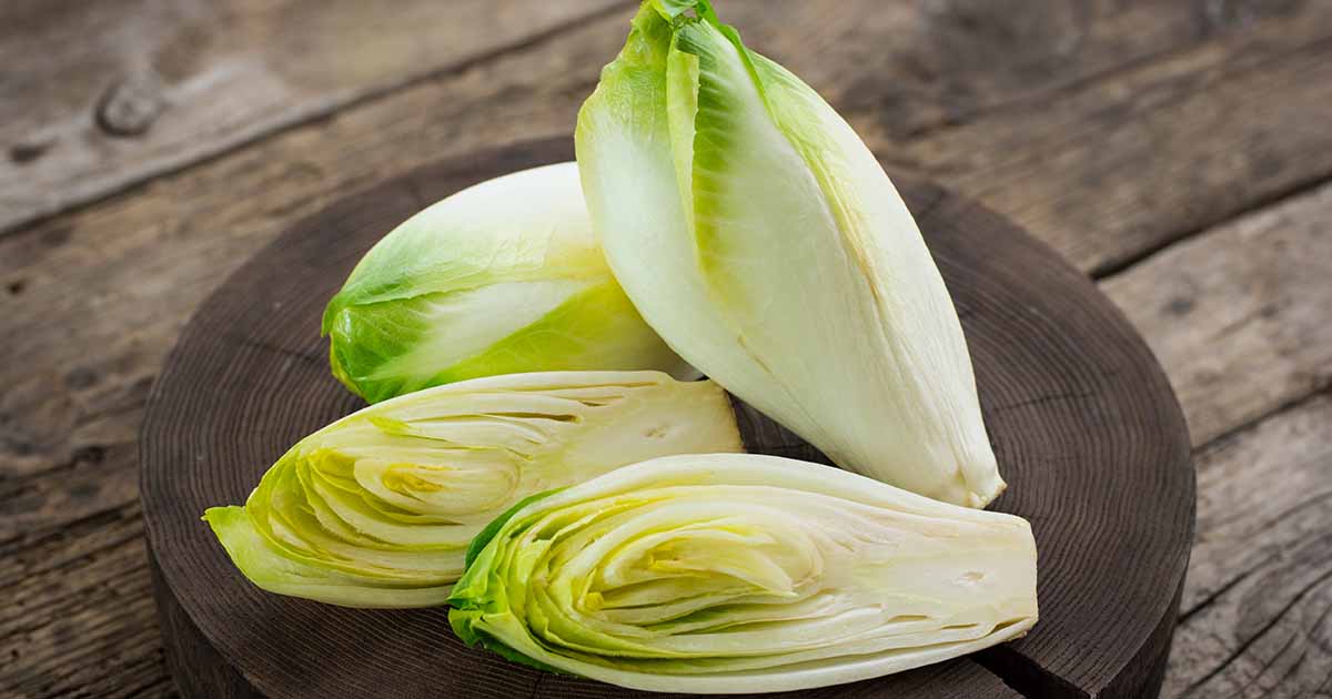 Top Quality Seeds Chicory ''Brussels Witloof'' ~250 Chicory Belgian Endive