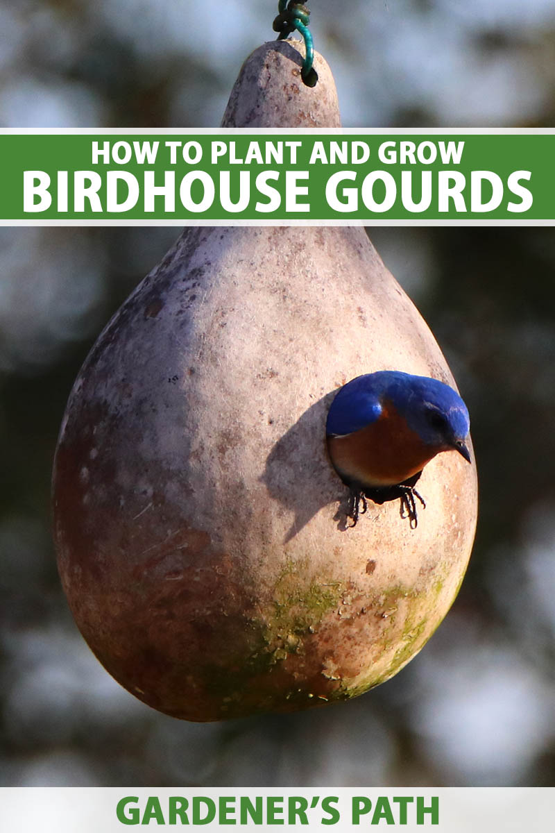 A close up vertical image of a hardshell gourd that has been carved into a birdhouse pictured on a soft focus background. To the top and bottom of the frame is green and white printed text.