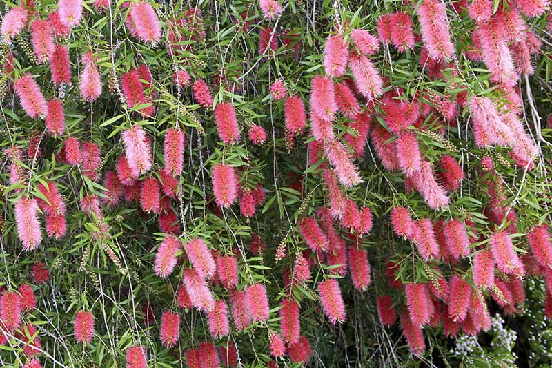 A close up horizontal image of the delicate pink flowers of the bottlebrush shrub growing in the garden with foliage in the background.