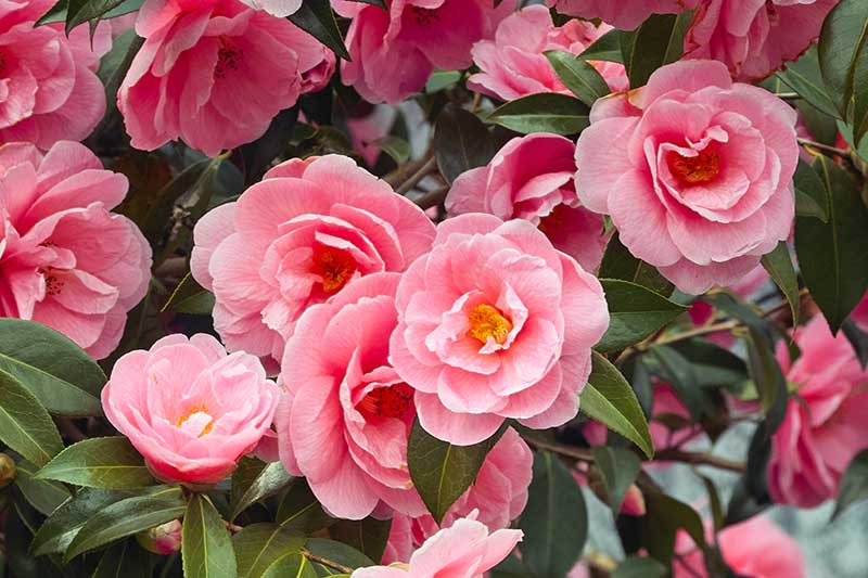 A close up horizontal image of pink camellia flowers growing in the garden surrounded by foliage.
