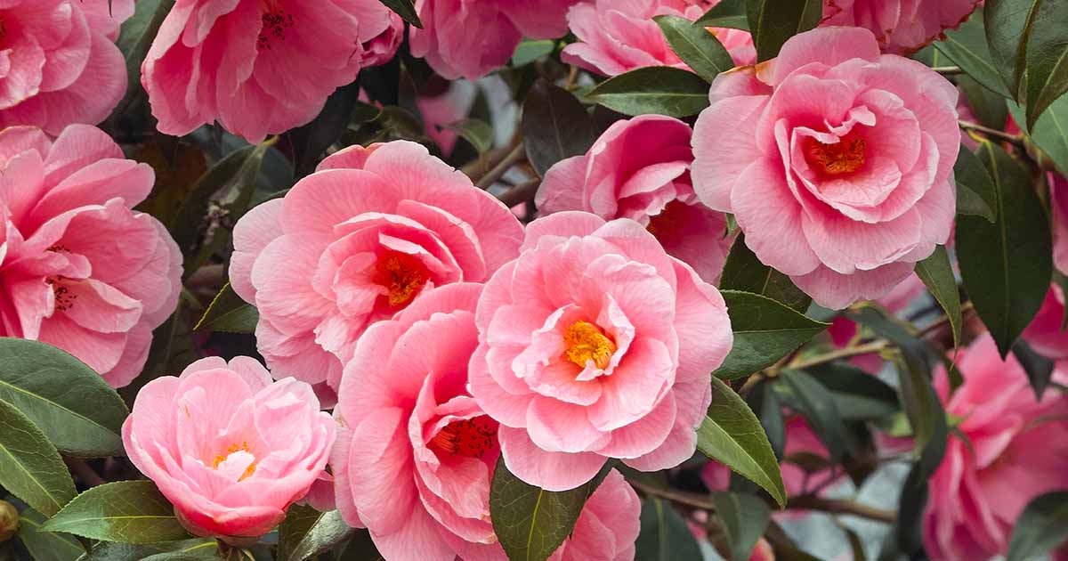 How to Plant and Grow Camellia Flowers | Gardener's Path