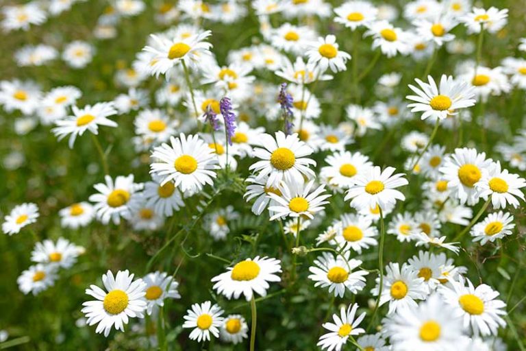 How to Grow a Chamomile Lawn | Gardener’s Path