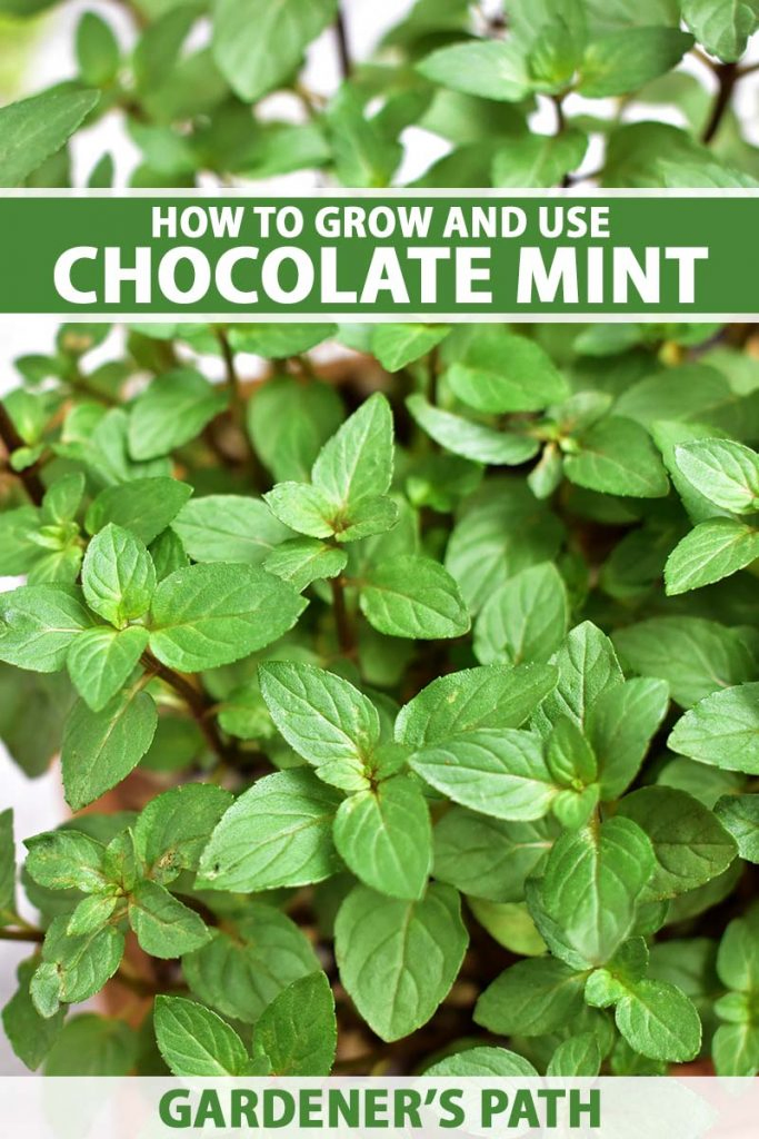 A close up vertical image of a Mentha plant growing in a pot pictured on a soft focus background. To the top and bottom of the frame is green and white printed text.