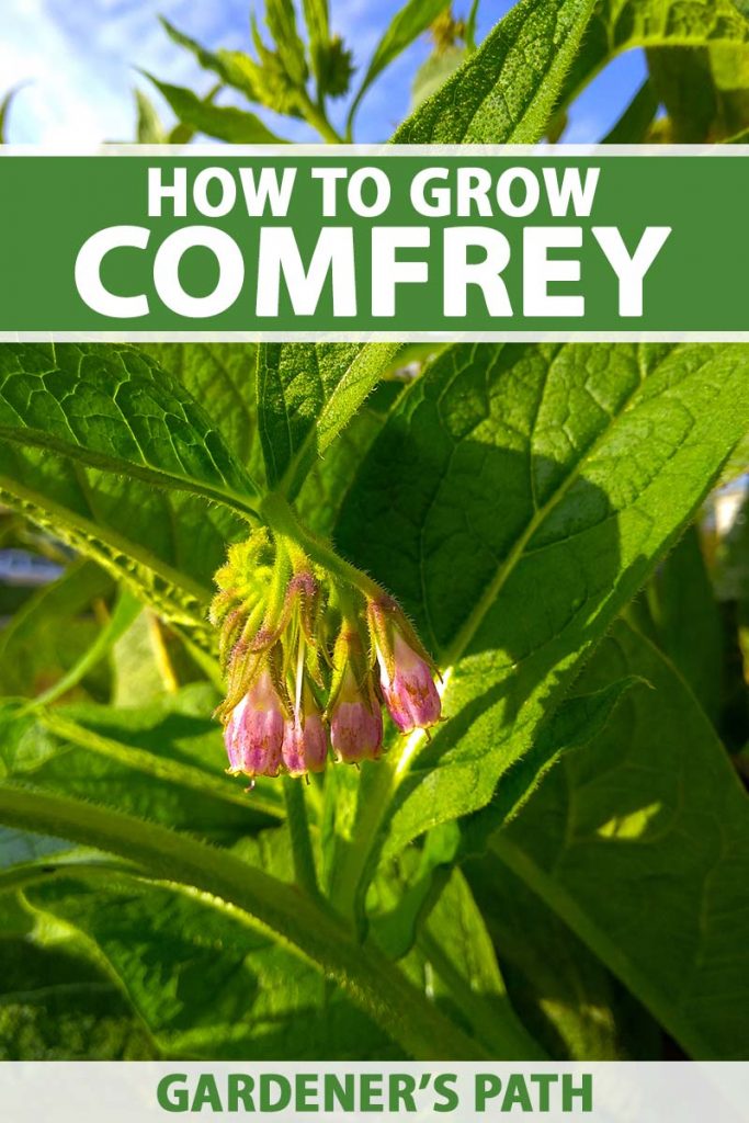 A close up vertical image of comfrey growing in the garden with wide, green leaves, and a bright pink flower, pictured in bright sunshine on a blue sky background. To the top and bottom of the frame is green and white printed text.