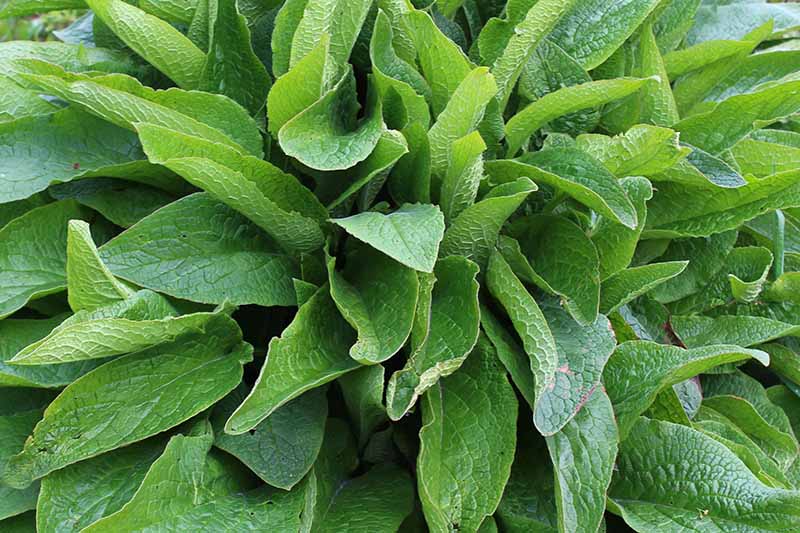 A close up horizontal image of a patch of comfrey growing in the garden.