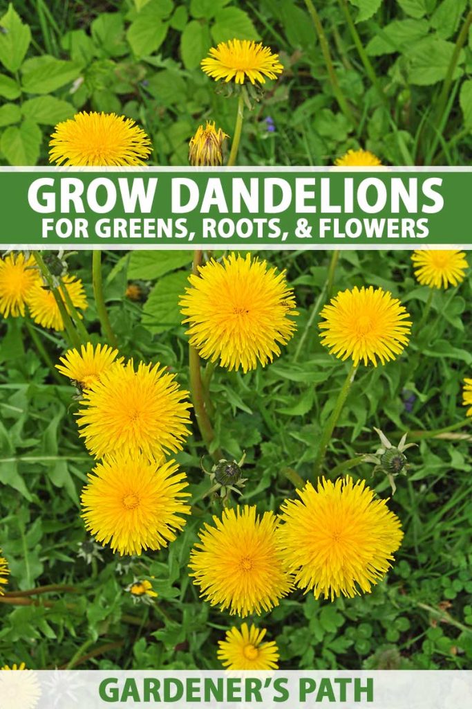 A close up vertical image of bright yellow dandelion (Taraxacum officinale ) flowers growing in the garden. To the top and bottom of the frame is green and white printed text.