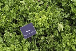 How to Plant and Grow Curly Endive and Escarole
