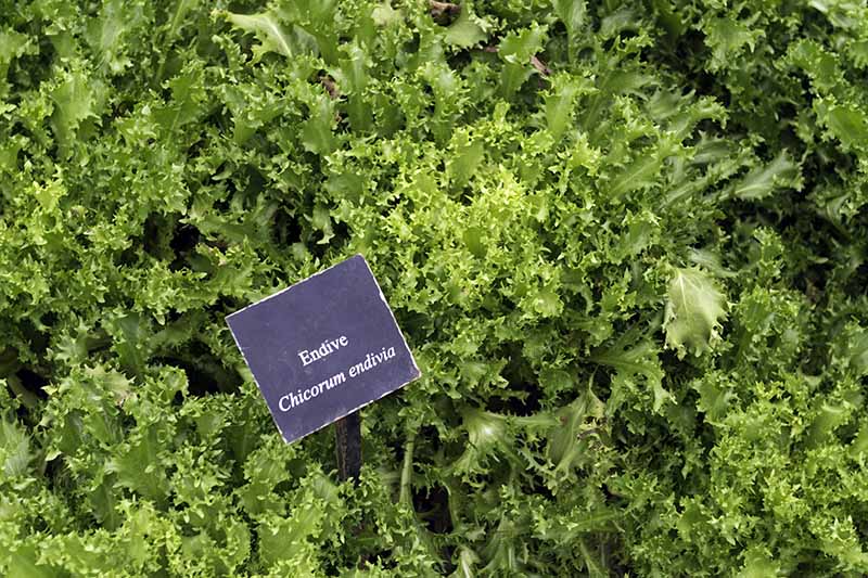 A close up horizontal image of Cichorium endivia curly frisee growing in the garden ready for harvest. To the center of the frame is a small black plant label.