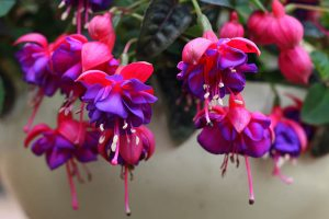 A close up horizontal image of bright red and purple fuchsia flowers growing in a container indoors.