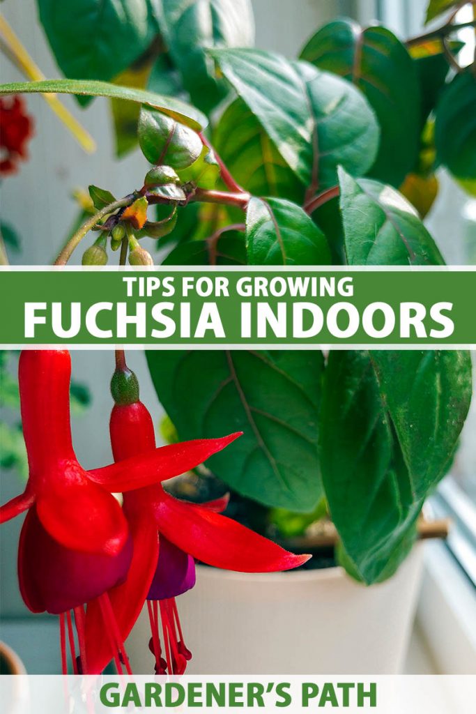A close up vertical image of bright red fuchsia flowers growing in a pot on a windowsill indoors. To the center and bottom of the frame is green and white printed text.