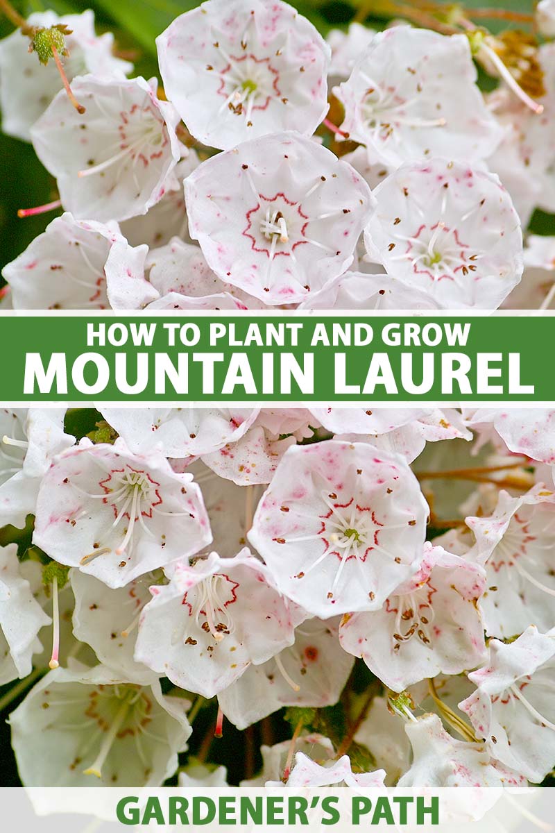 How to Grow Mountain Laurel Kalmia latifolia   Gardener's Path