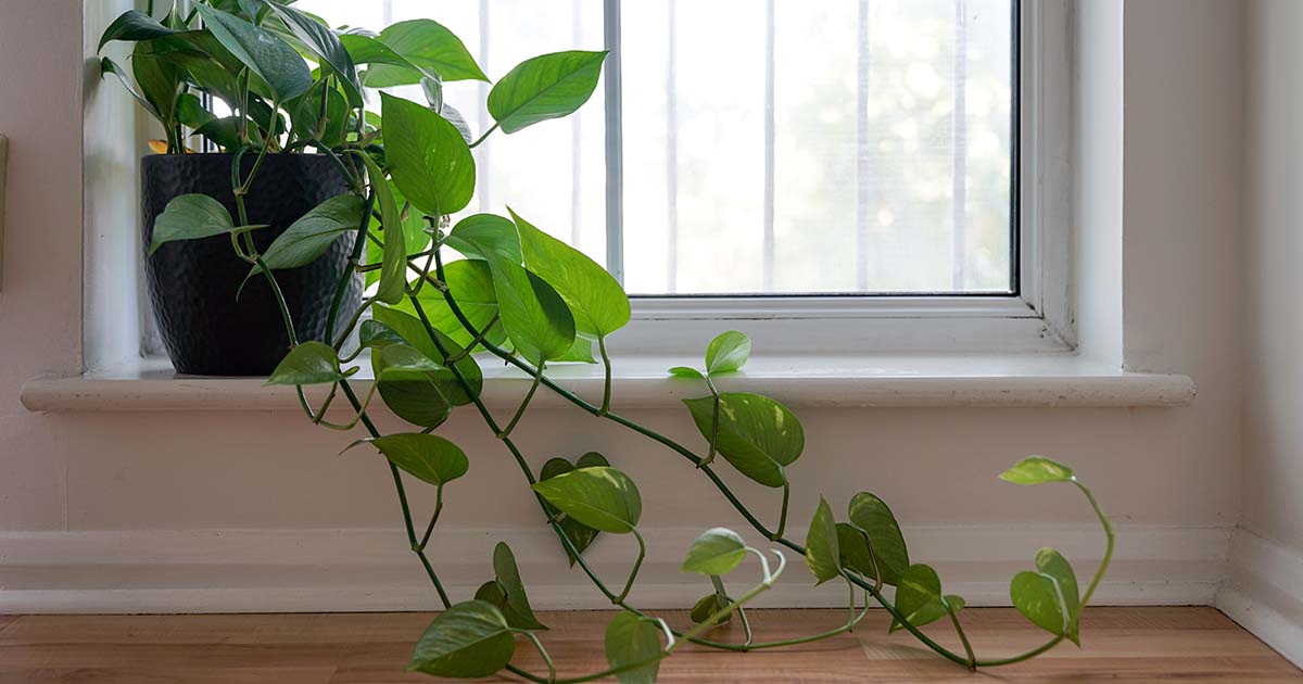 How Fast Do Philodendrons Grow? 