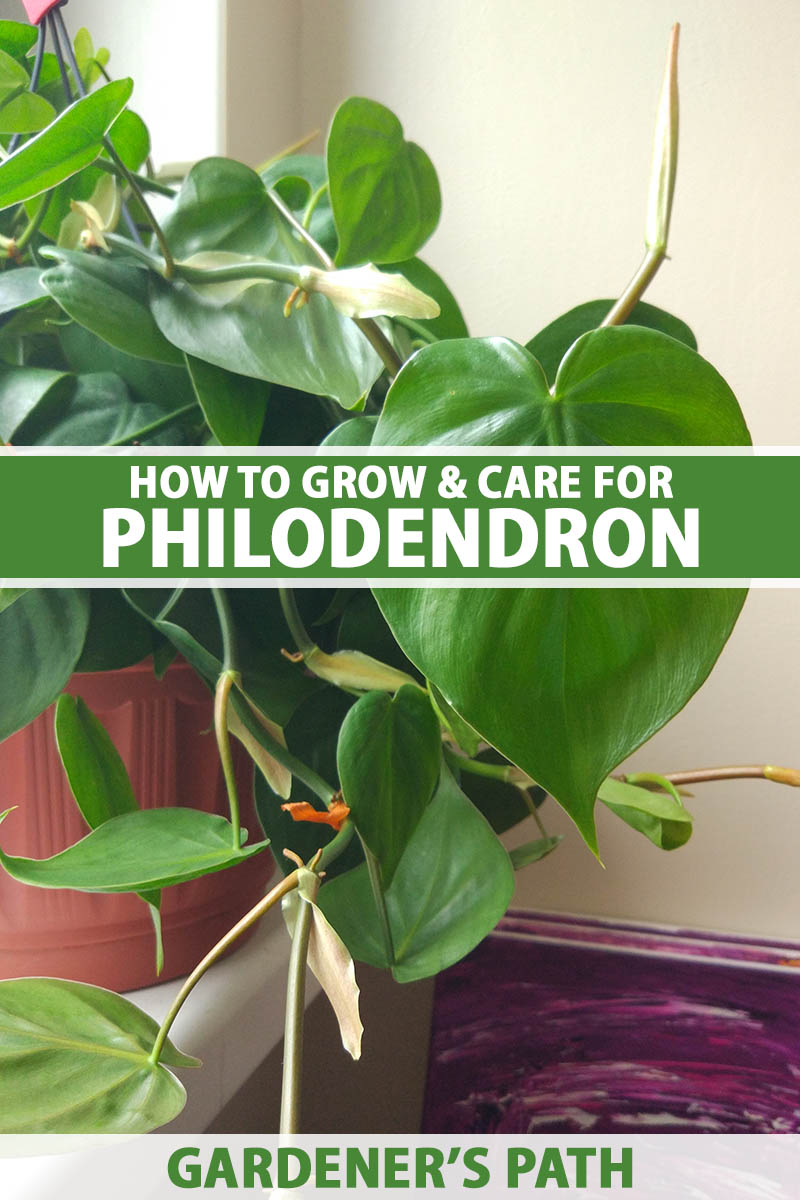 Entretien des plantes Philodendron