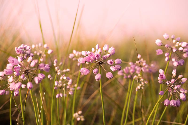 A close up horizontal image of pink prairie onion flowers blooming in wildflower meadow pictured on a soft focus background.