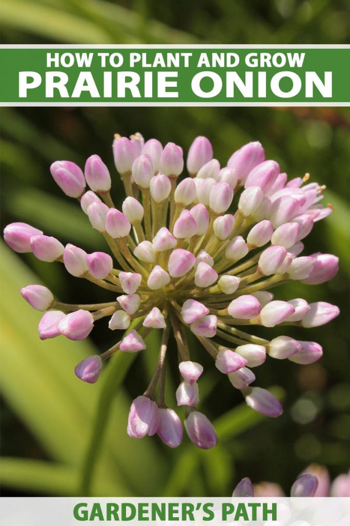 A close up vertical image of a prairie onion flower growing in the garden in light sunshine pictured on a soft focus background. To the top and bottom of the frame is green and white printed text.