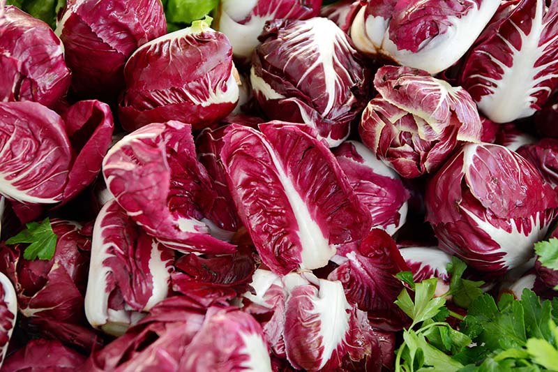 A close up horizontal image of a pile of differently shaped radicchio surrounded by green herbs.