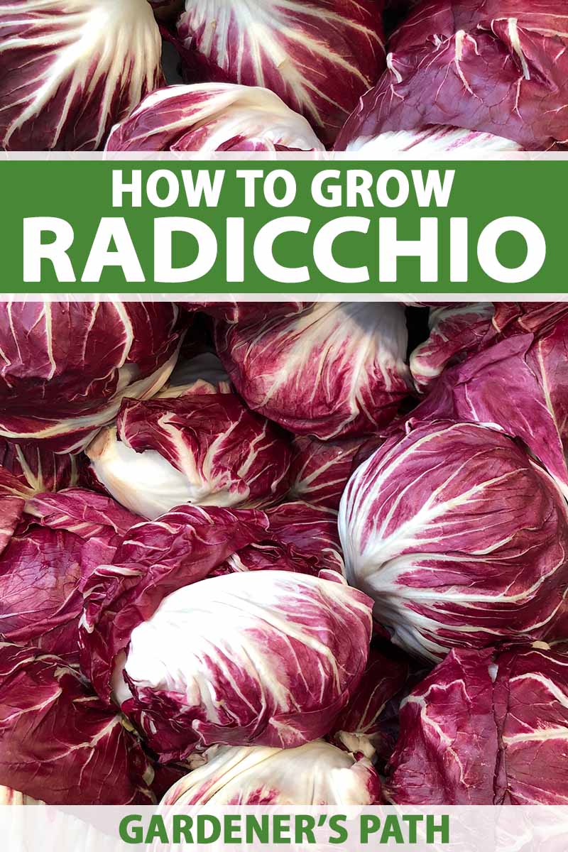 A close up vertical image of heads of radicchio freshly harvested. To the top and bottom of the frame is green and white printed text.