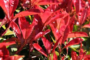 A close up horizontal image of the bright red foliage of P. x fraseri growing in sunshine.