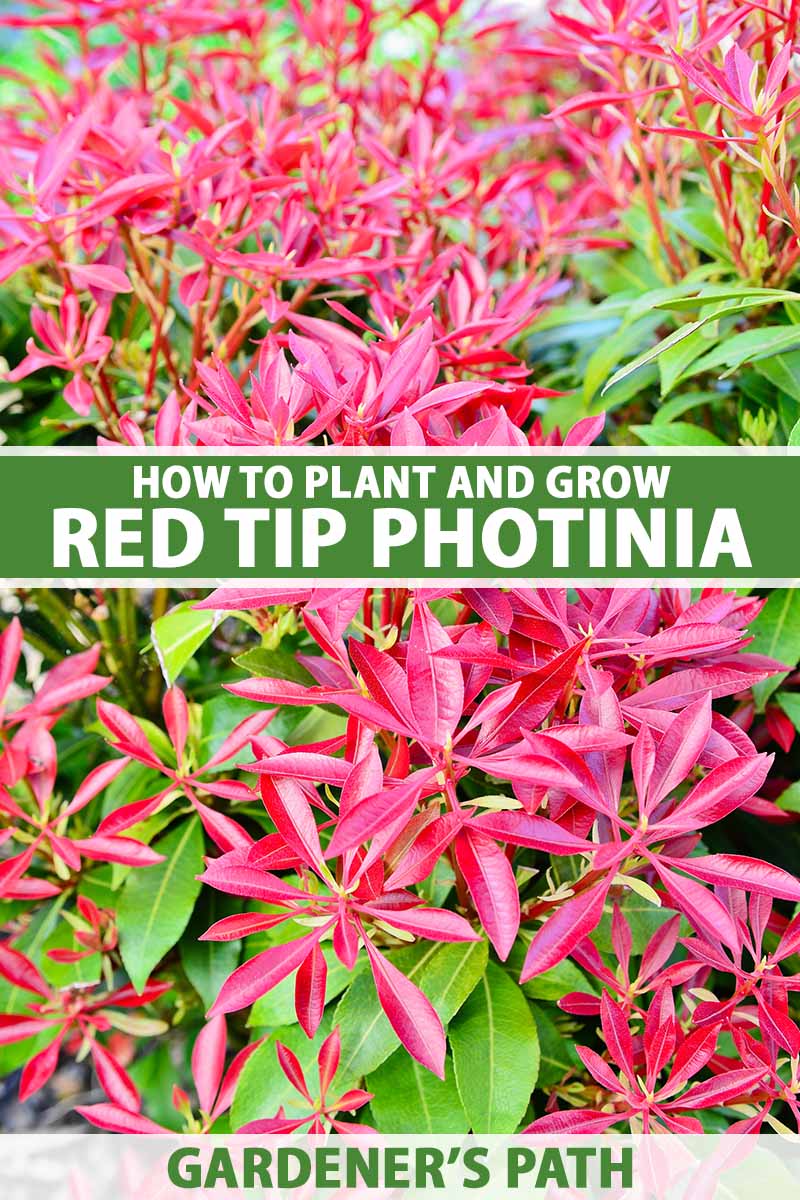 A close up vertical image of the red and green foliage of red tip photinia growing in the garden. To the center and bottom of the frame is green and white printed text.