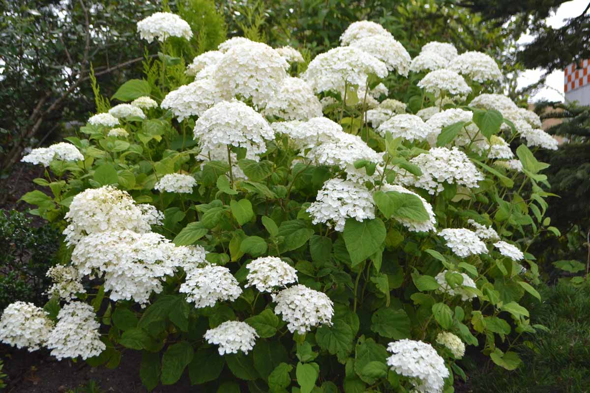 A close up horizontal image of the white flowers of Hydrangea arborescens growing in the garden pictured on a soft focus background.