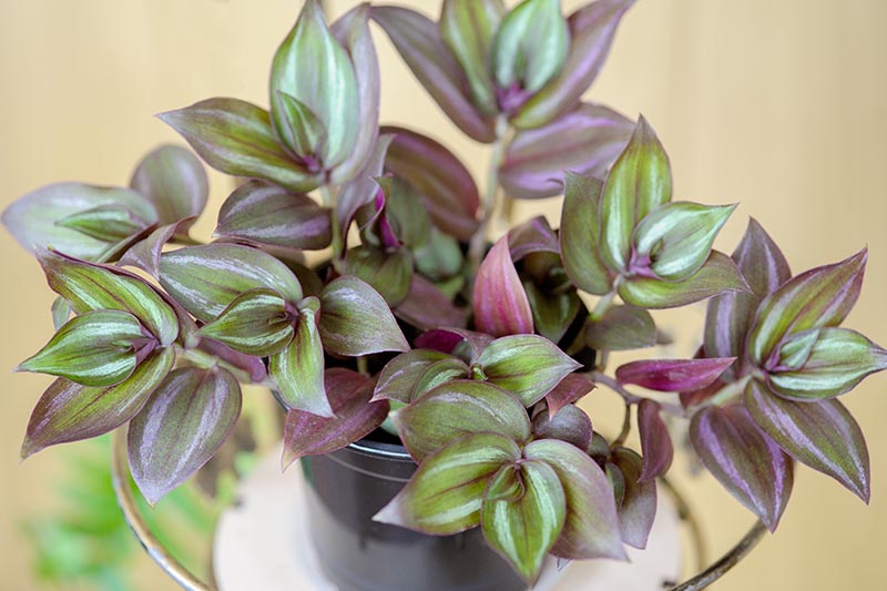 A close up horizontal image of Tradescantia zebrina growing in a small black pot pictured on a soft focus background.