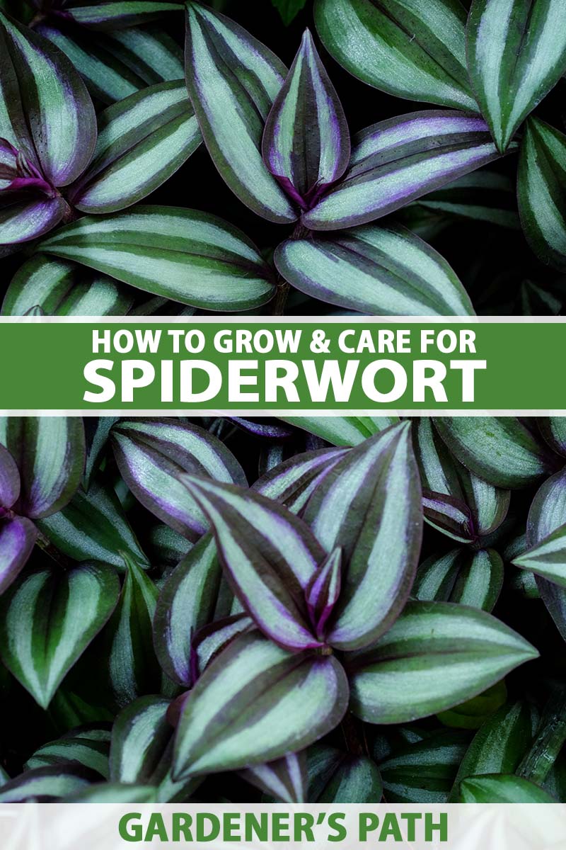 how to grow and care for spiderwort (tradescantia) | gardener's path