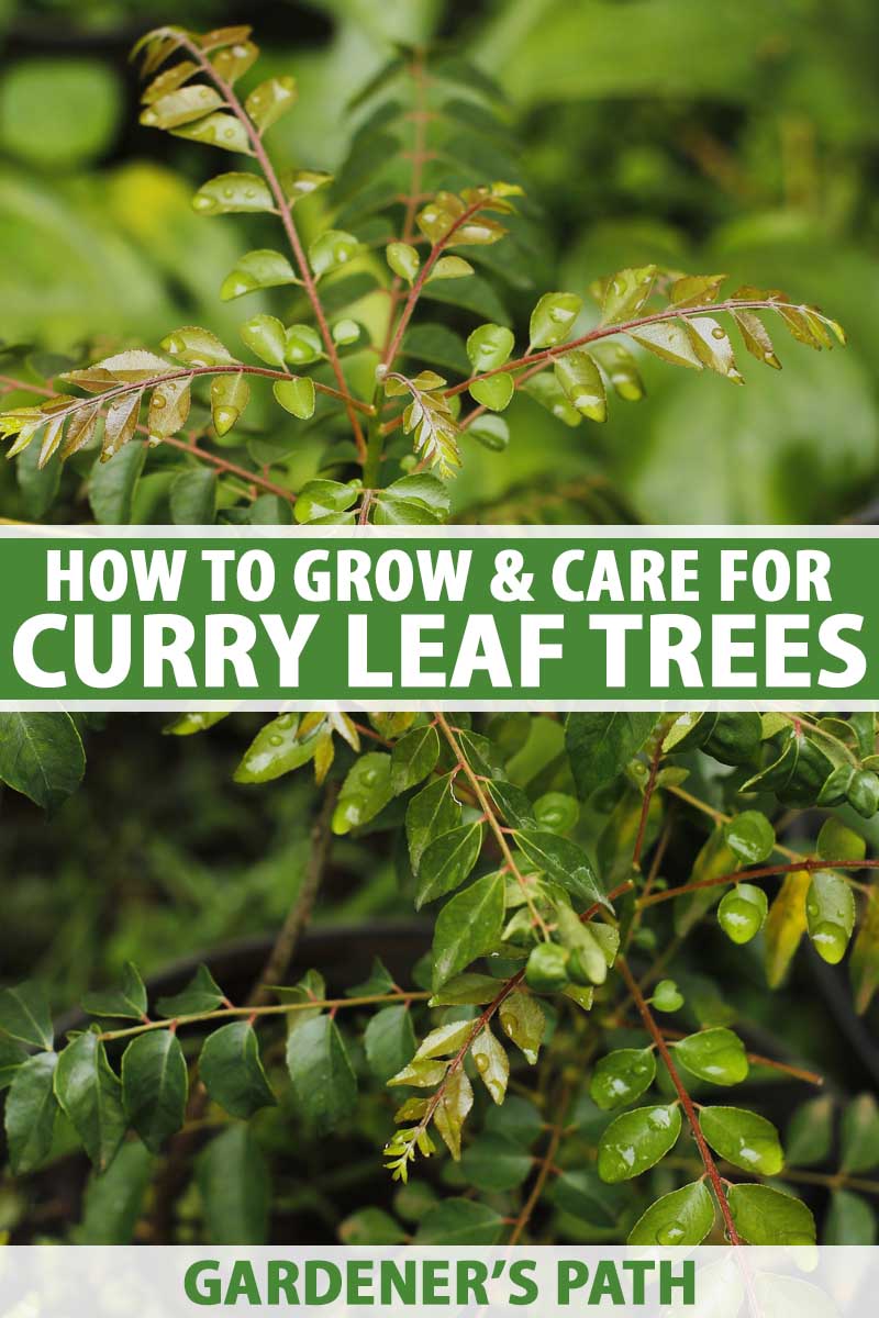 how to grow curry leaf trees | gardener's path