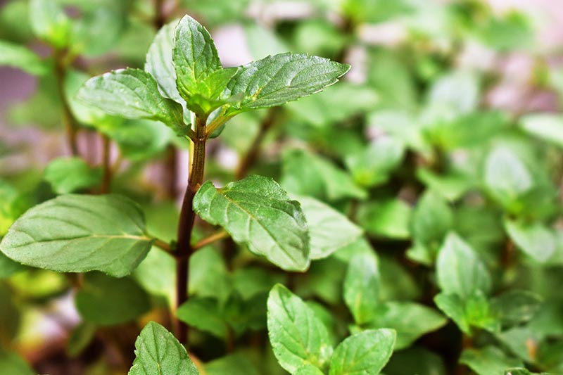 A close up horizontal image of a chocolate mint plant growing in the garden pictured on a soft focus background.