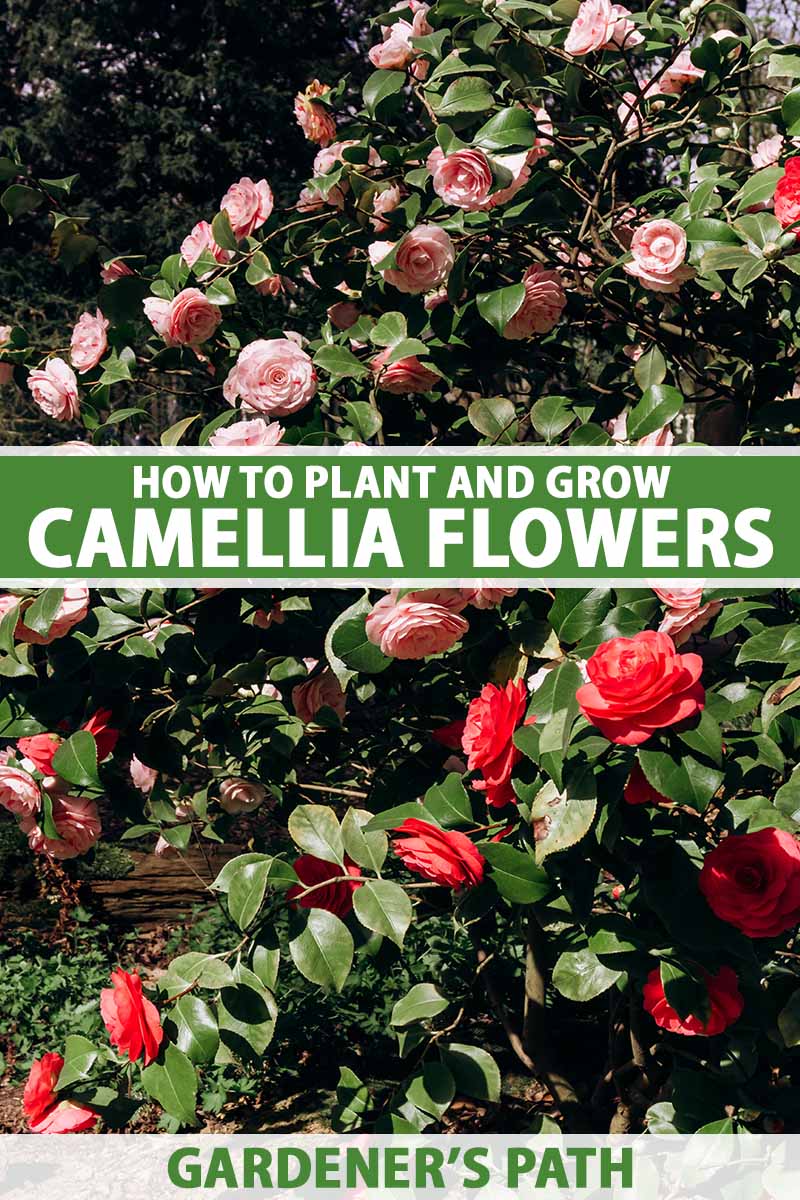 how to plant and grow camellia flowers | gardener's path
