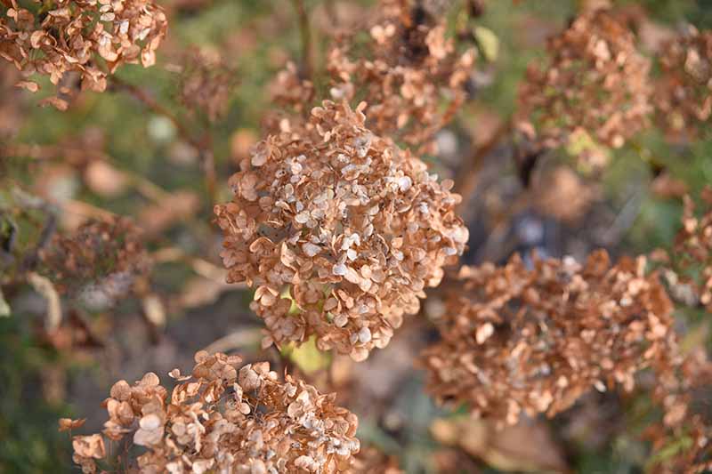 A close up horizontal image of dried flower heads in the fall garden pictured in light sunshine on a soft focus background.