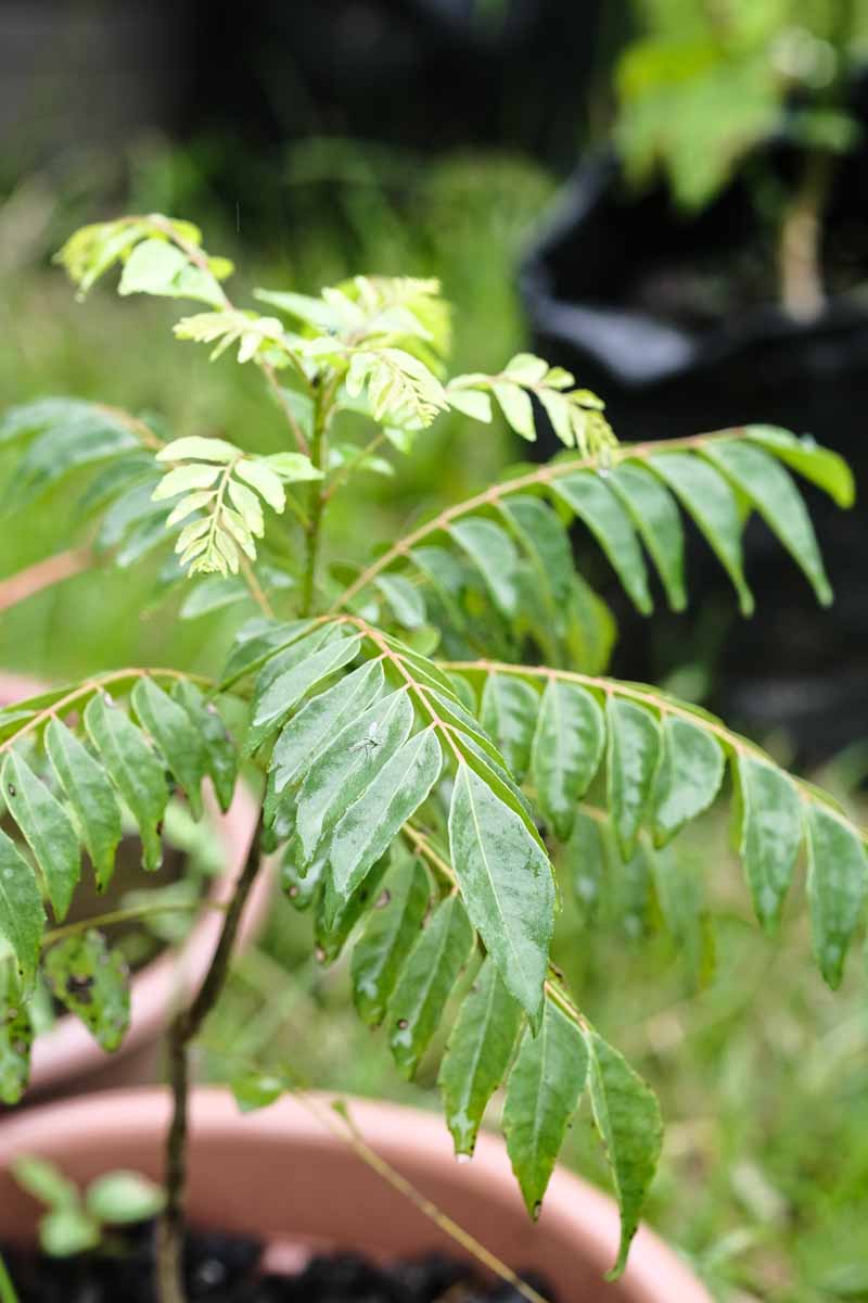 A close up vertical image of a curry leaf tree growing in a container outdoors.