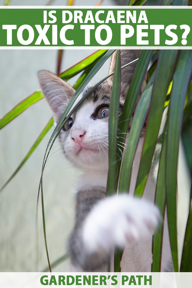 A close up vertical image of a small cat playing behind a dracaena houseplant pictured on a soft focus background. To the top and bottom of the frame is green and white printed text.