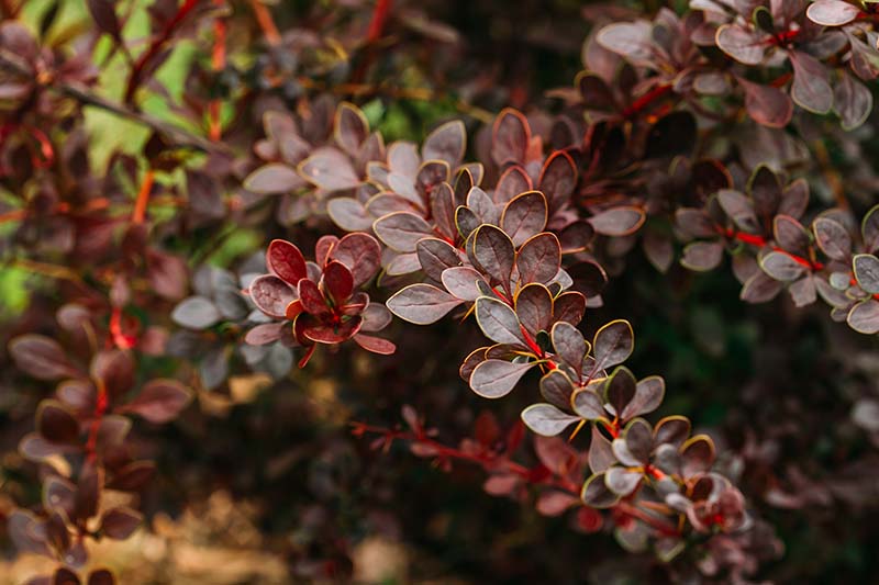 A close up horizontal image of Japanese barberry growing in the garden pictured on a soft focus background.