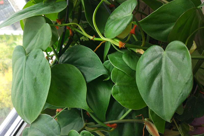 A close up horizontal image of heartleaf philodendron growing in a pot on a windowsill indoors.